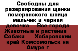 Свободны для резервирования щенки померанского шпица мальчик и черная девочка  - Все города Животные и растения » Собаки   . Хабаровский край,Комсомольск-на-Амуре г.